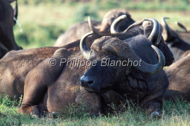 kenya 44.JPG - Buffles d'AfriqueAfrican BuffaloSyncerus cafferParc national AberdaresKenya